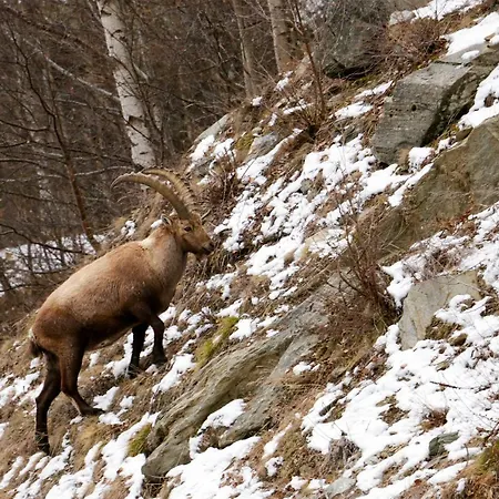 Am Biel Apartament Saas-Fee
